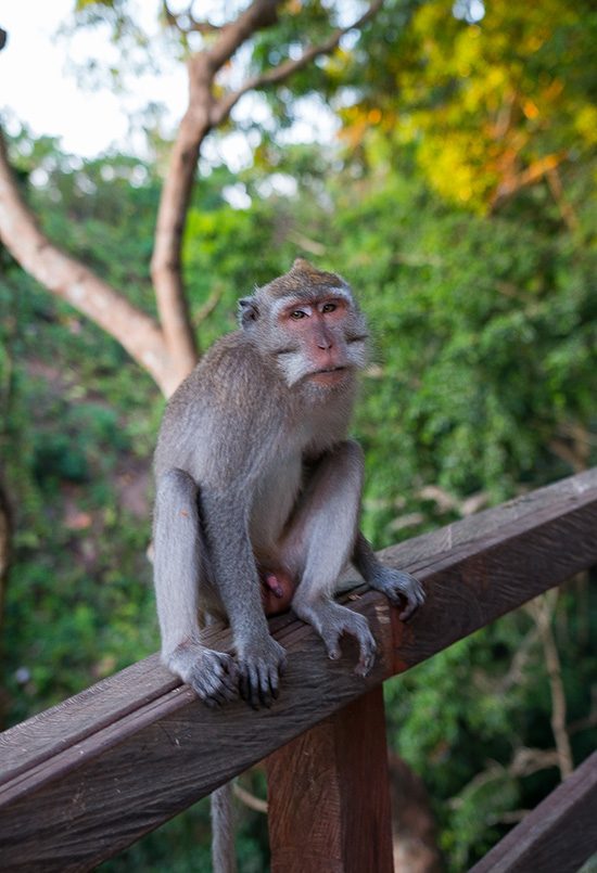 monkey_forest