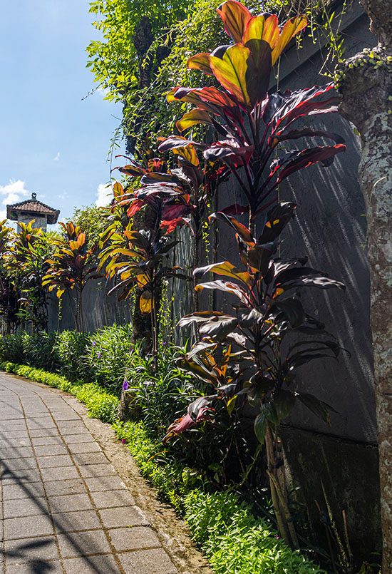 ubud_walk